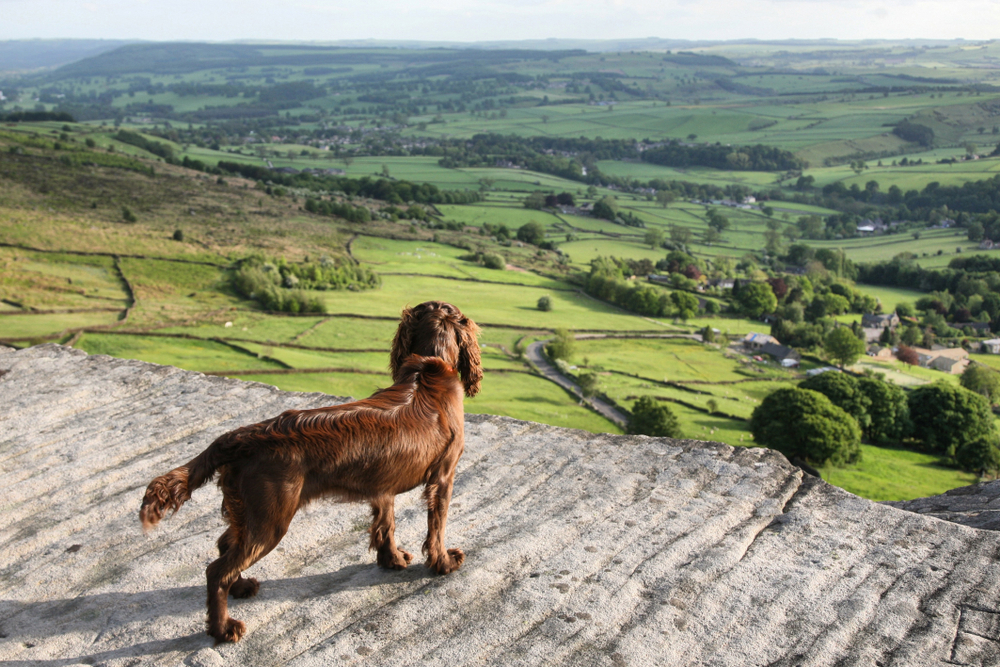 top-ten-dog-friendly-walks-in-the-peak-district